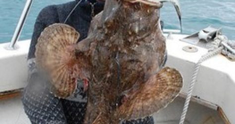 monkfish3.jpg