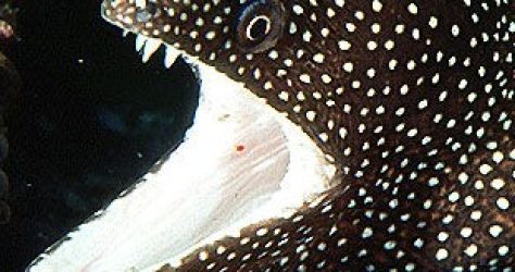 moray-eel-archive