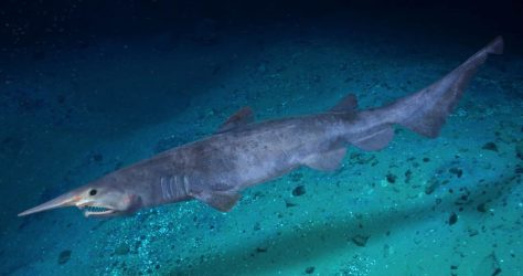 Goblin shark illustration