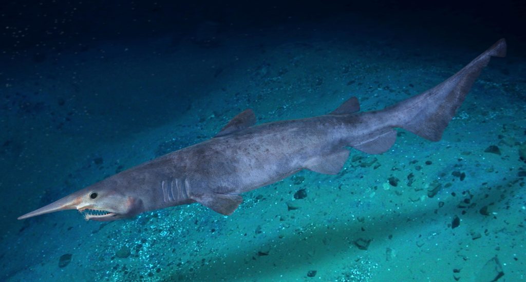 Goblin shark illustration