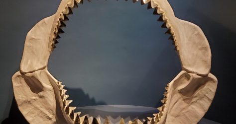 Reconstructed megalodon jaws