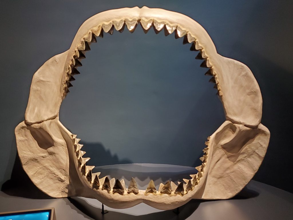 Reconstructed megalodon jaws