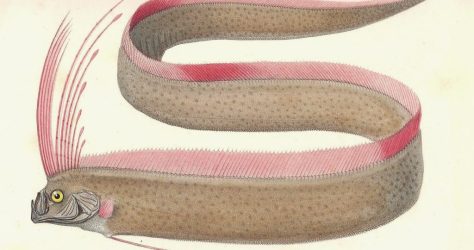 Oarfish
